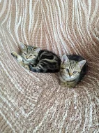 Whiskas kočičky